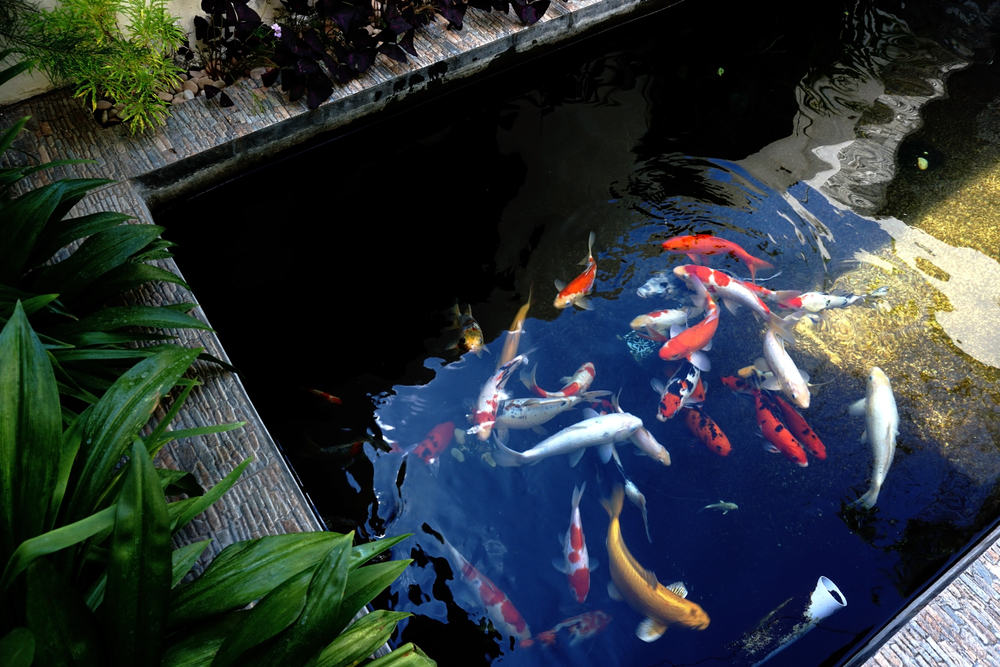 himmelen-Construire un bassin à poisson hors sol : les astuces pour le réussir