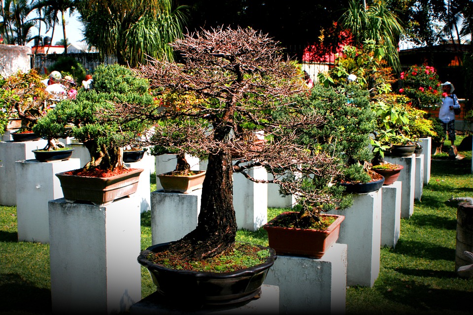 Quel arbre doit-on choisir pour un petit jardin créole ?