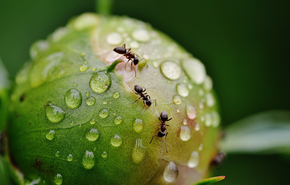Répulsif naturel fourmi, quelles sont les meilleures solutions ? 