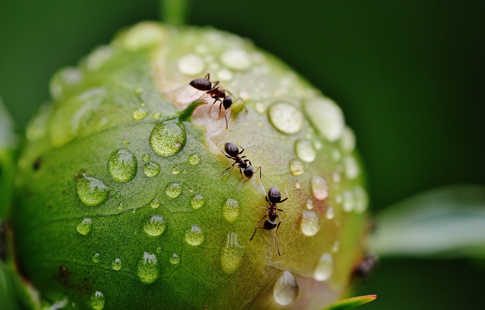 Répulsif naturel fourmi, quelles sont les meilleures solutions ?